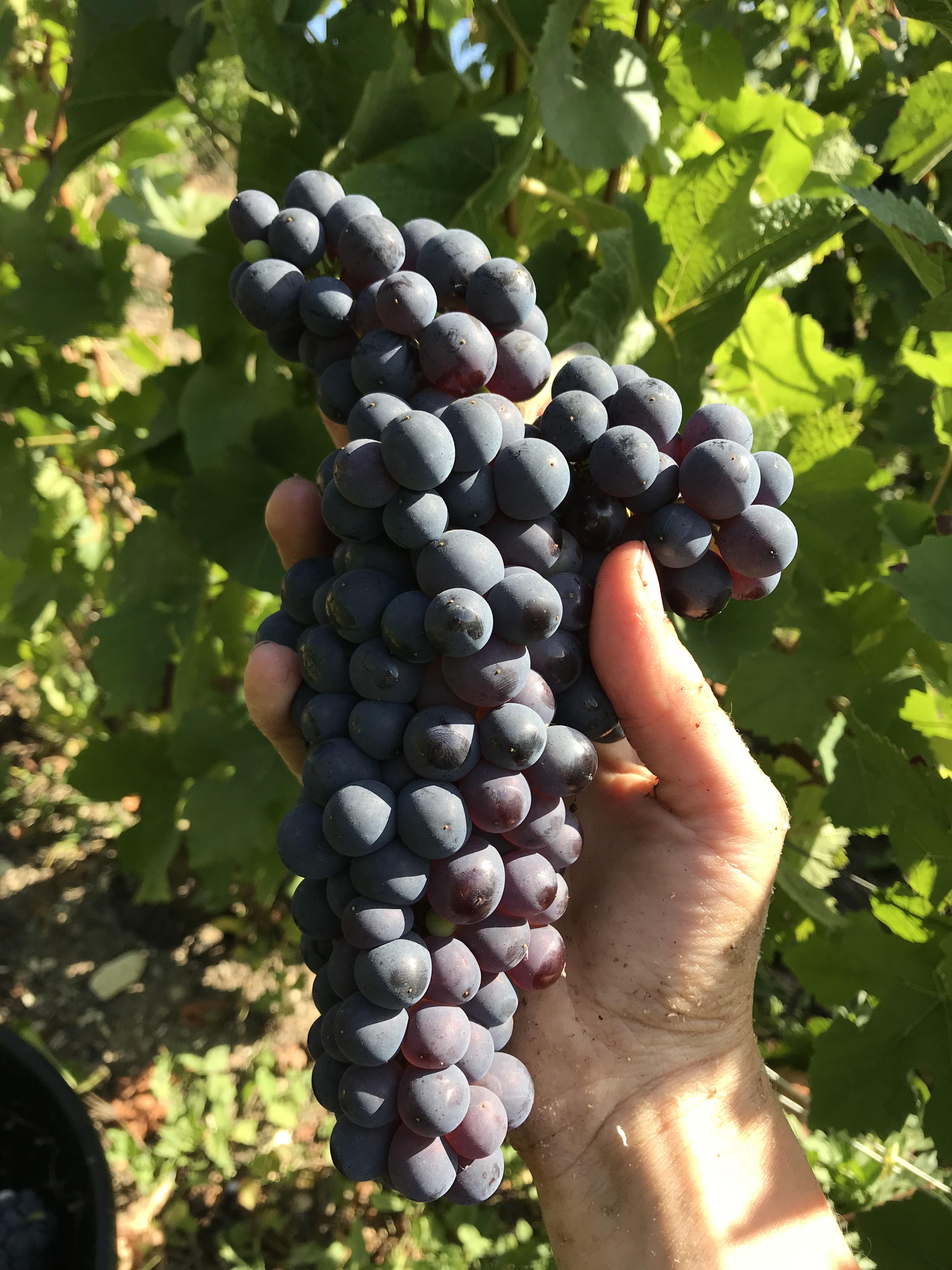 Pinot noir vendanges 2019