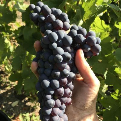 Pinot noir vendanges 2019