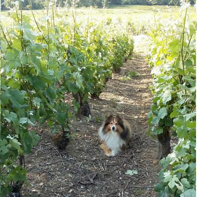 Notre exploitation viticole